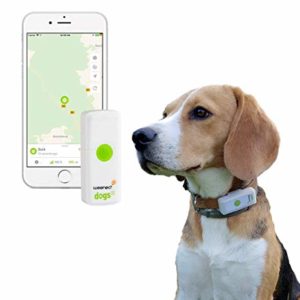 Merecen La Pena Los Collares GPS Para Perros