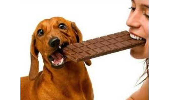 Variaciones en la dieta de los perros