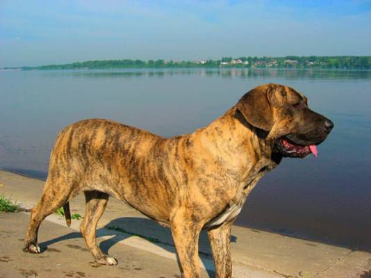 Fila Brasileiro raza de perro prohibida como mascota en Inglaterra, Dinamarca y otros países europeos