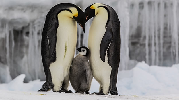 Pingüino Emperador - El espectáculo de la vida animal