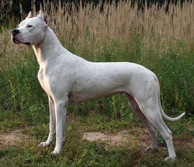 Razas de perros prohibidas en algunos países de Europa - Dogo Argentino