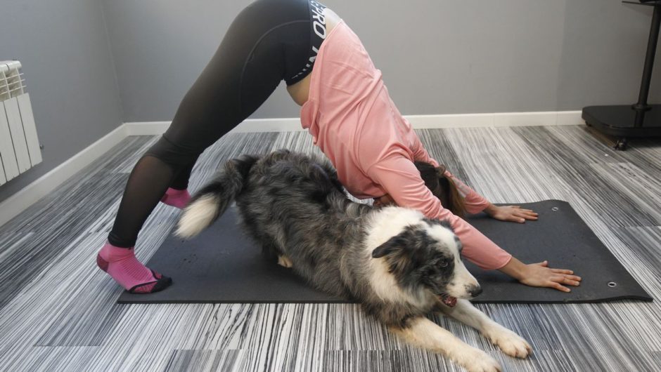 Doga - Yoga para perros