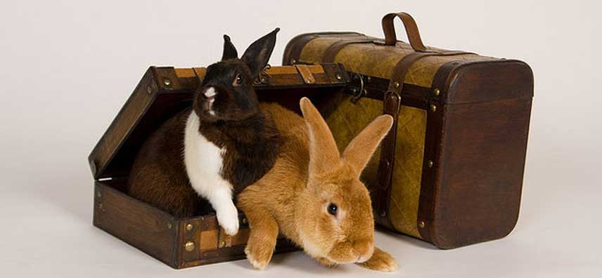 Viajar con conejos