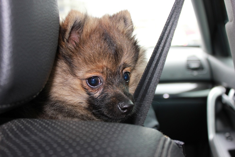 cómo llevar a tu perro en coche